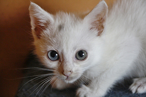 Paige Bild von Paige