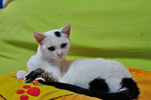 Arwen Bild von Arwen