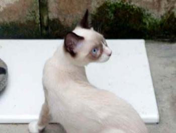 Mephisto Bild von Mephisto
