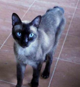 Samash Bild von Samash