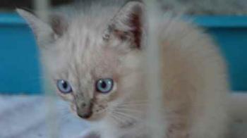 Bild von Tabby