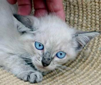 Bild von Tabby