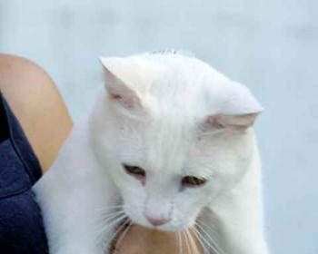 Coton Bild von Coton