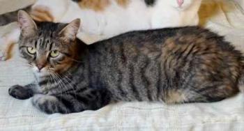 Brunelli Bild von Brunelli