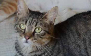 Brunelli Bild von Brunelli