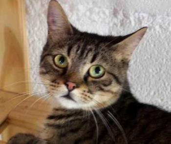 Brunelli Bild von Brunelli