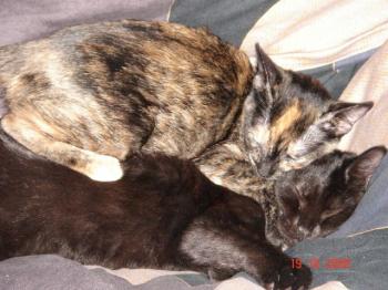 Loulou Bild von Katrina