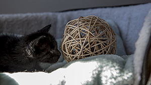 Stewart Bild von Stewart