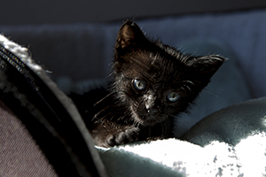 Stewart Bild von Stewart