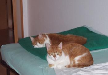 Brandy Bild von Phil
