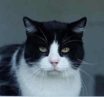 Bild von Abu