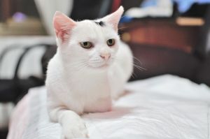 Arwen Bild von Arwen