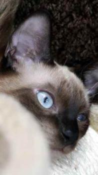 Layla Bild von Layla