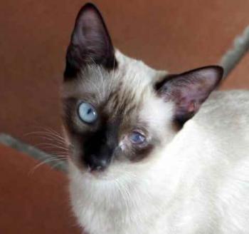 Layla Bild von Layla