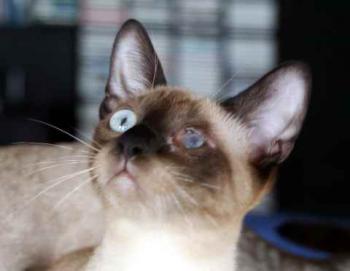 Layla Bild von Layla