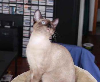 Layla Bild von Layla