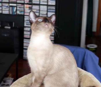 Layla Bild von Layla