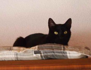 Bild von Flips