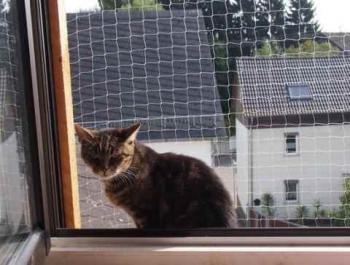Nala Bild von Nala