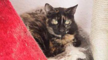 Rosalind Bild von Rosalind