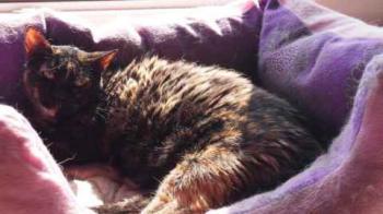 Rosalind Bild von Rosalind