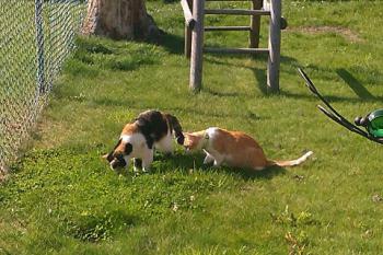 Bambu Bild von Bambu