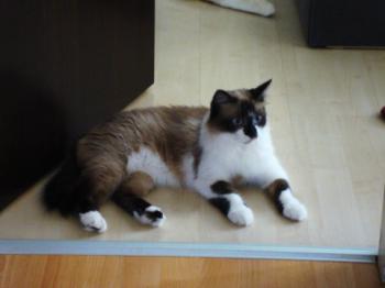 Cheyenne Bild von Cheyenne