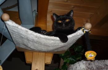 Bild von Chin-Chin