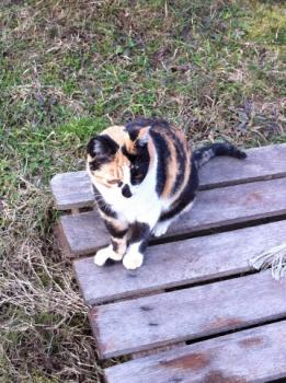 Holly Bild von Holly