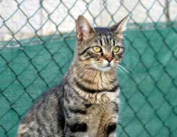 Brunelli Bild von Brunelli