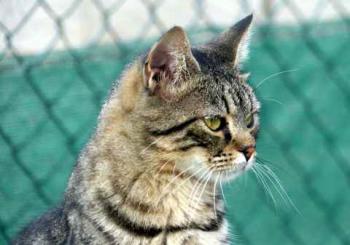 Brunelli Bild von Brunelli