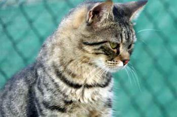 Brunelli Bild von Brunelli