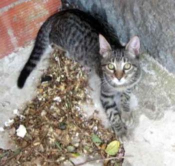 Pochito Bild von Pochito