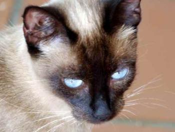 Shari Bild von Shari
