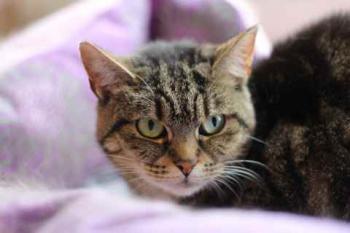 Nala Bild von Nala