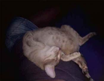 Jack Bild von Jack