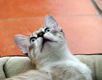 Minou Bild von Minou