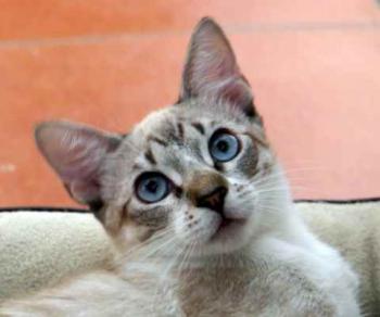 Minou Bild von Minou