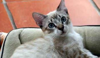 Minou Bild von Minou