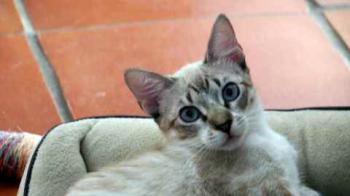 Minou Bild von Minou