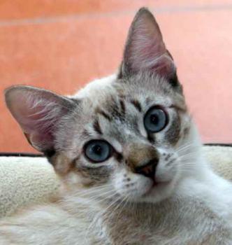 Minou Bild von Minou
