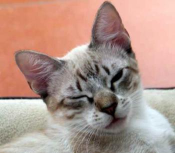 Minou Bild von Minou