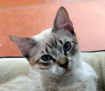 Minou Bild von Minou