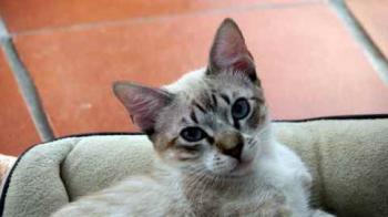 Minou Bild von Minou