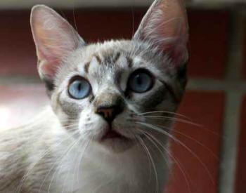 Minou Bild von Minou