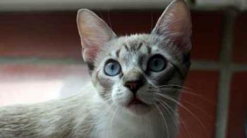 Minou Bild von Minou