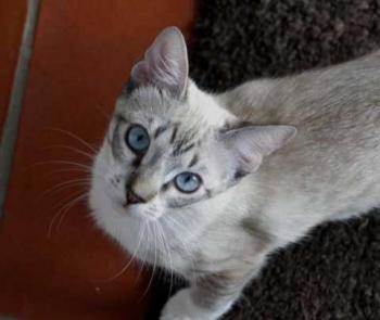 Minou Bild von Minou