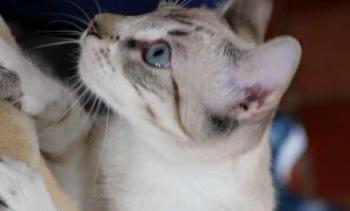 Minou Bild von Minou