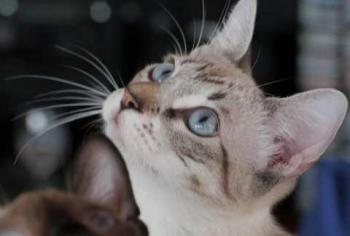 Minou Bild von Minou