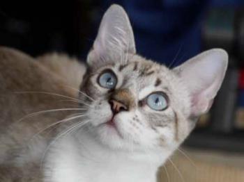 Minou Bild von Minou